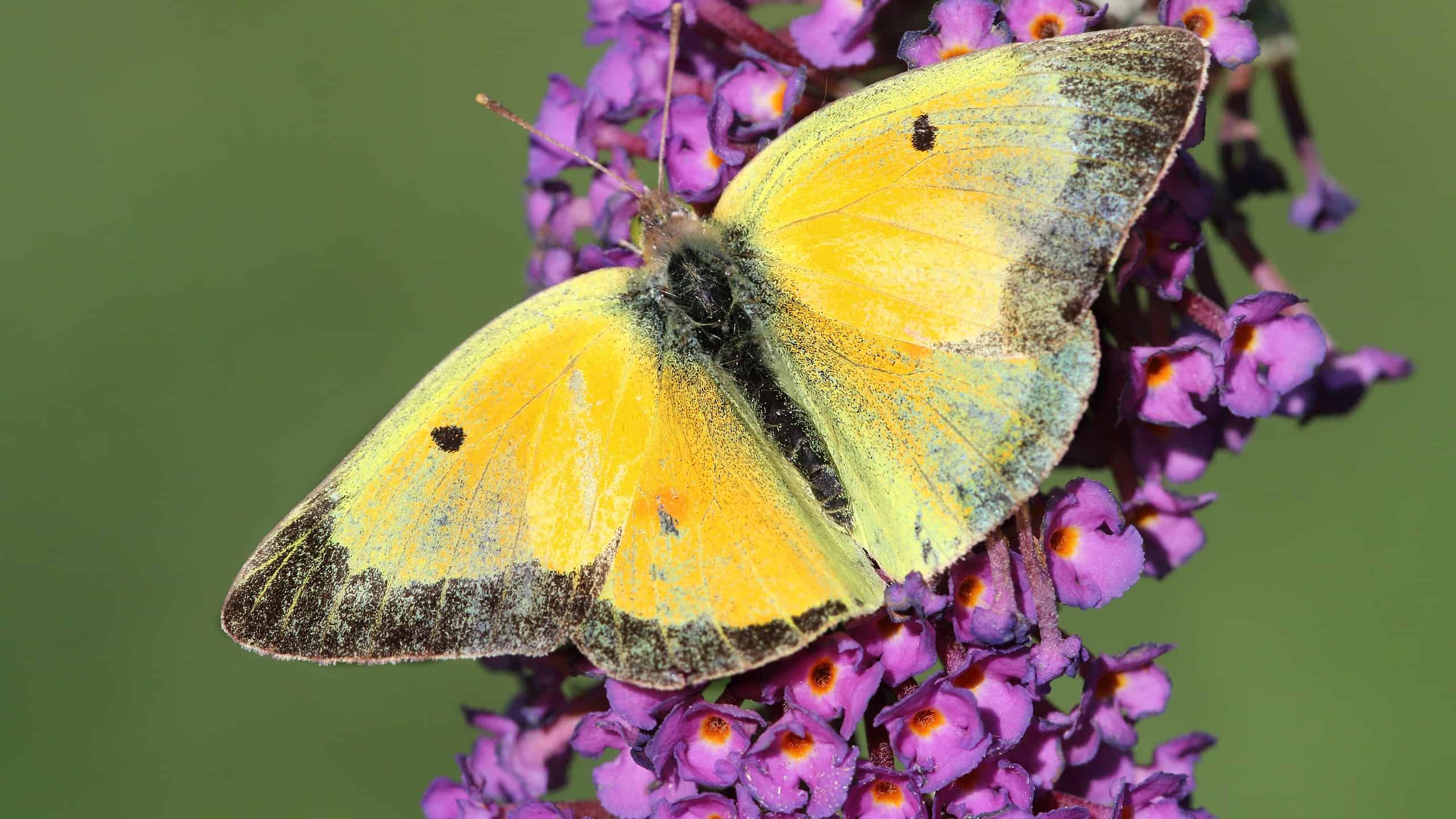 Zolfo offuscato (Colias philodice) farfalla