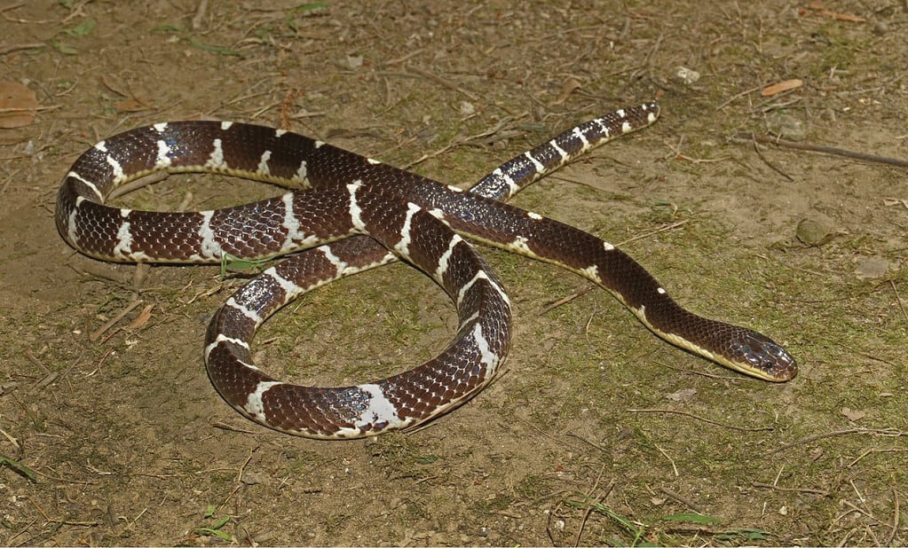 Bungarus suzhenae, o krait di Suzhen, è una specie di krait identificata per la prima volta nell'anno 2021