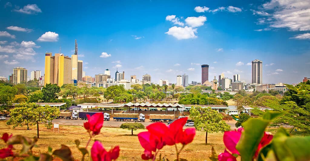 Il Kenya offre molte bellezze come l'orchidea.  che è il fiore nazionale del Kenya.