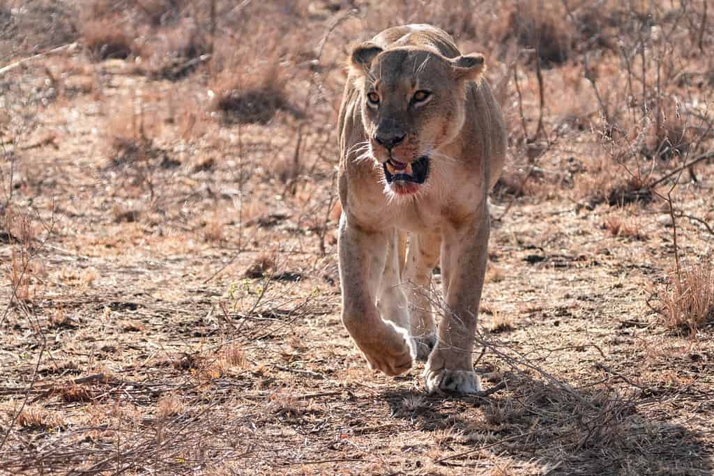 Se un leone carica, usa qualsiasi oggetto disponibile per cercare di respingere l'attacco