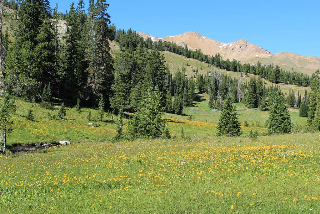 Foresta nazionale di Beaverhead-Deerlodge