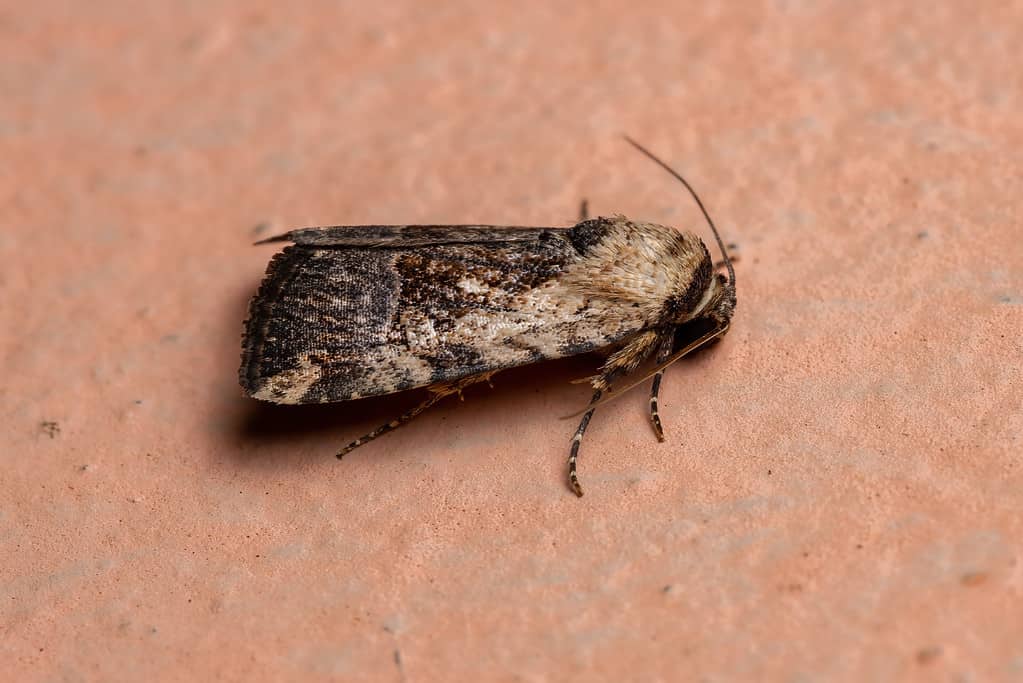 falena nana