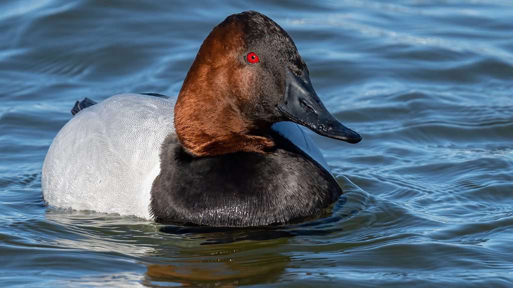 Nuoto dell'anatra di Canvasback