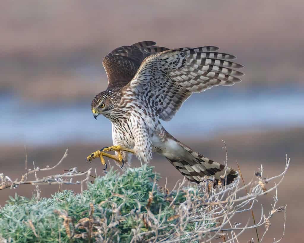 Un falco di Cooper in azione