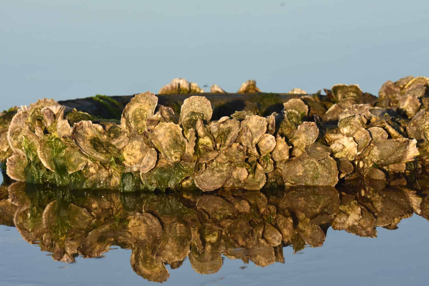 Alligator Bay, Carolina del Nord.  STATI UNITI D'AMERICA.  13 gennaio 2017. Ostrica orientale.  Crassostrea virginica