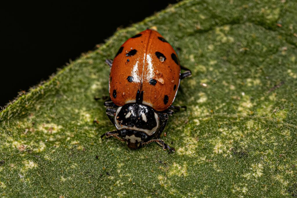 Lady Beetle convergente