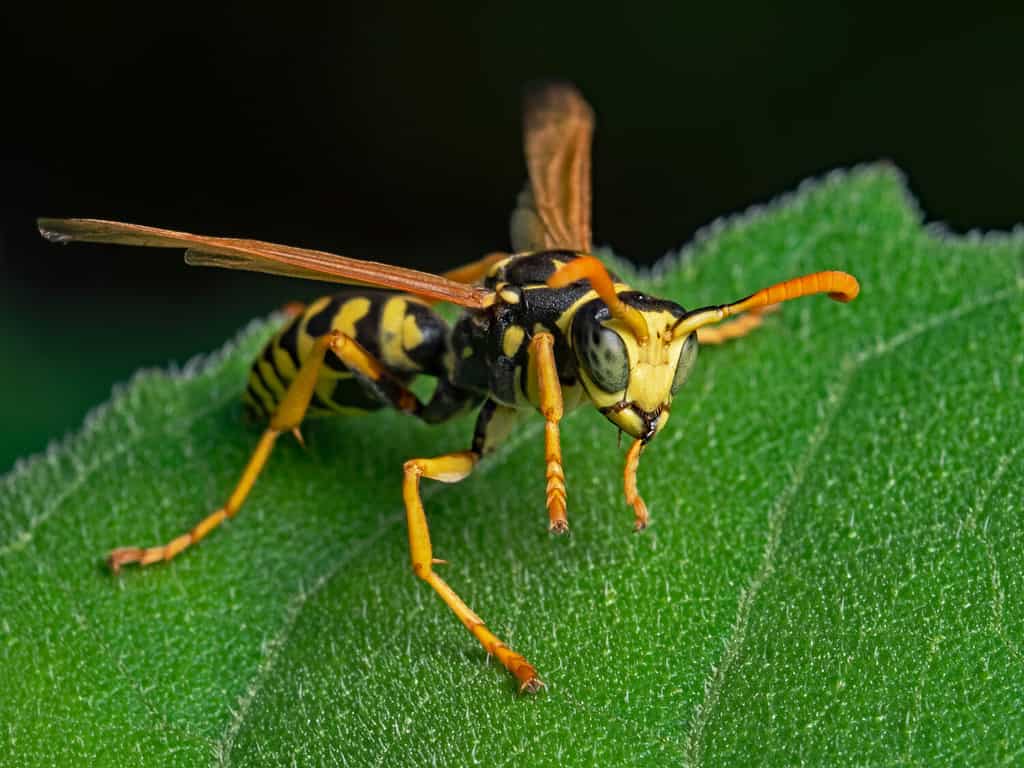 Vespa di carta europea, Gallische Feldwespe (Polistes dominulus)