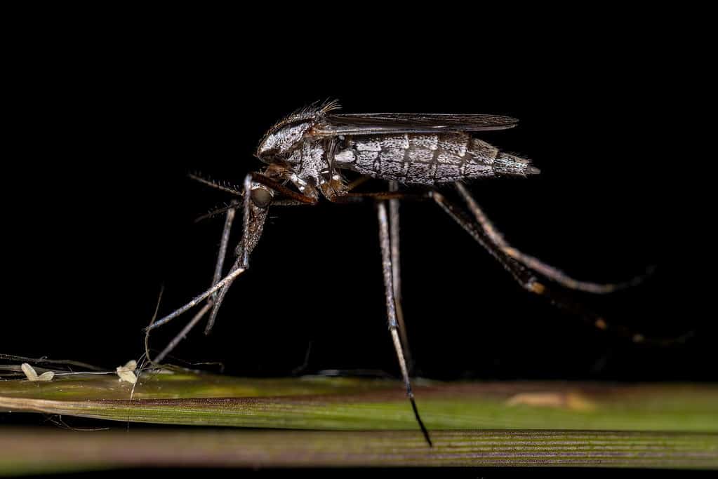 Psorophora ciliata - Zanzare in Florida