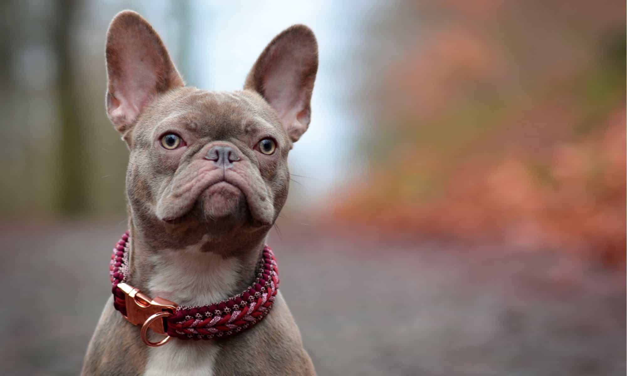 Bulldog francese lilla