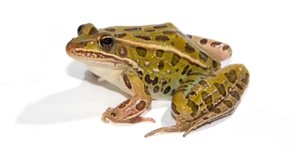 Rana leopardo isolata su sfondo bianco