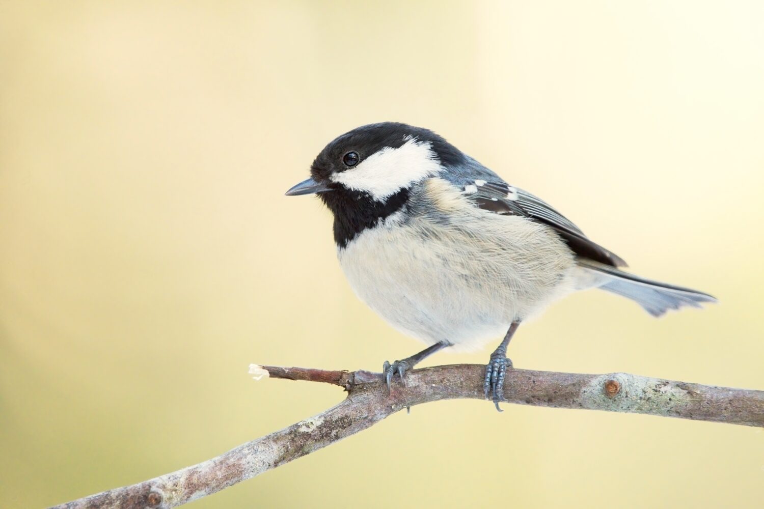 Cinciallegra (Periparus ater) seduto su un ramo nella foresta.
