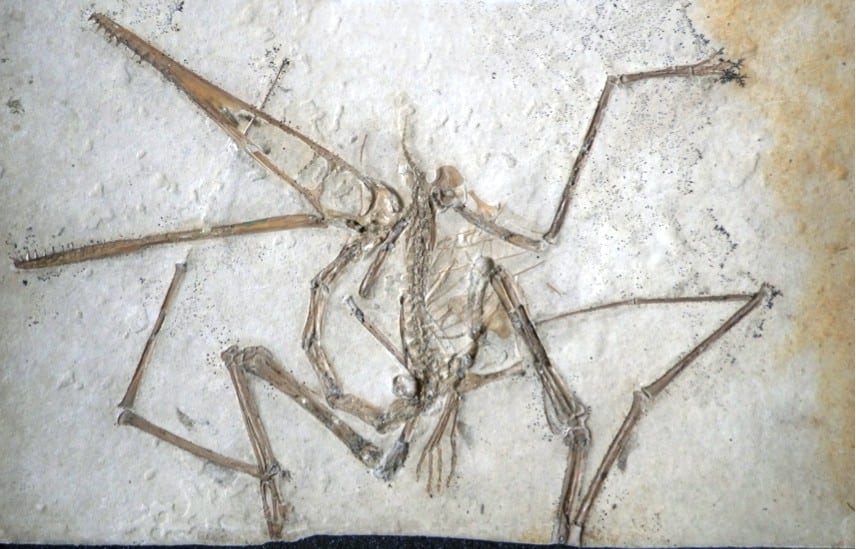 Pterodattilo antico