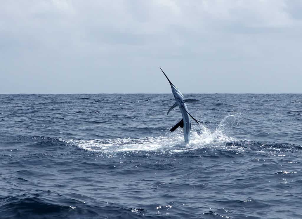 Pesce vela che salta fuori dall'acqua