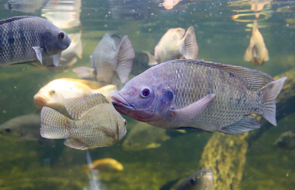Pesce tilapia