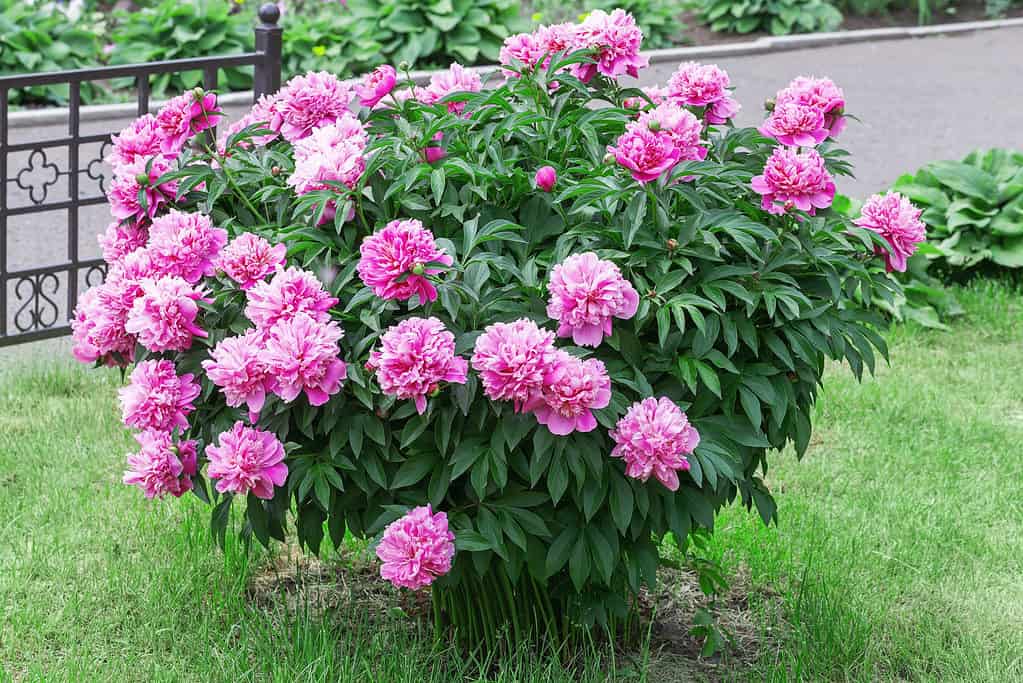Grande cespuglio di peonia con fiori rosa