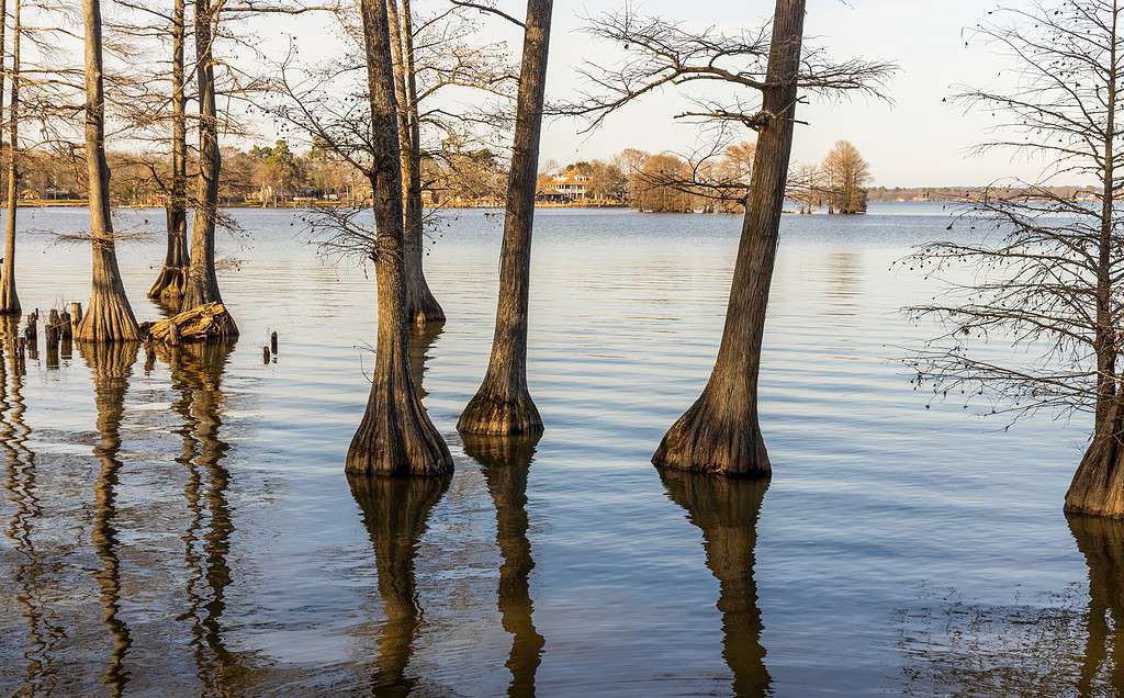 Bellissimi cipressi su Cross Lake, Louisiana, al tramonto invernale