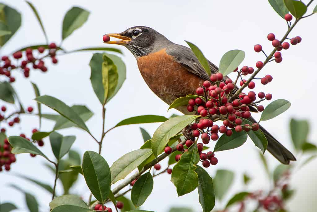 Pettirosso americano che mangia bacche - Animali dello stato del Connecticut