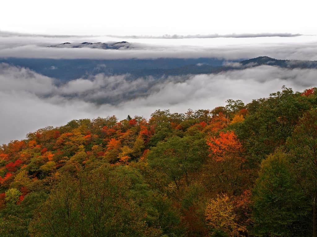 Montagna del cedro, Carolina del Nord