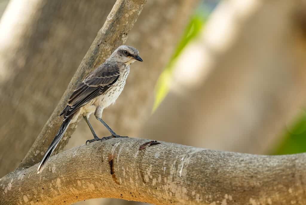 Mockingbird tropicale - Mimus gilvus, uccello latinoamericano comune nei boschi e nei giardini, Panama City, Panama.