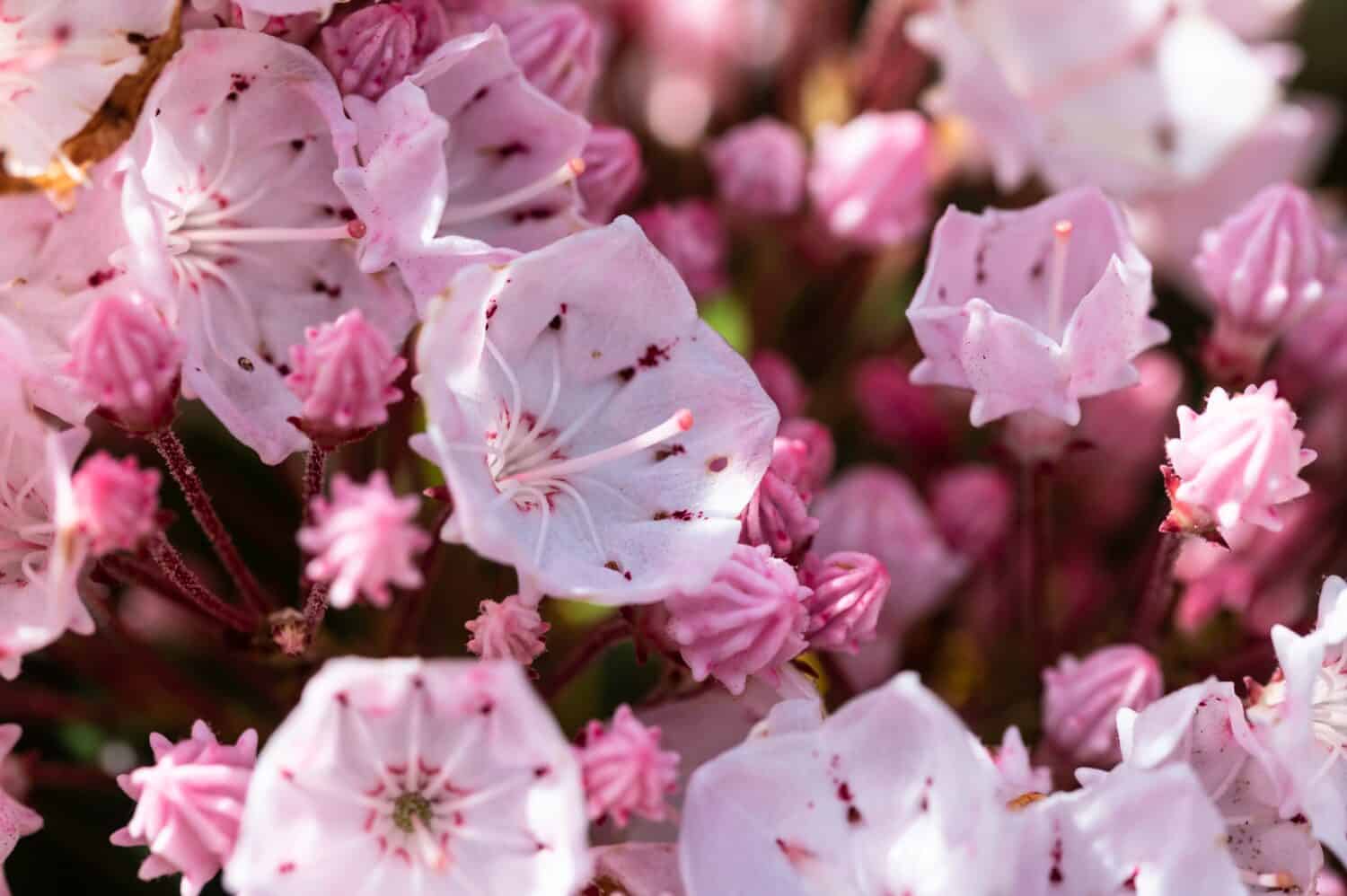 Alloro di montagna che fiorisce nella primavera degli Appalachi