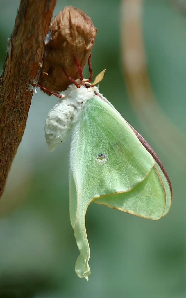 Falena lunare emergente.  Il bozzolo è ancora attaccato a un ramo sottile.  La falena è verde pallido e bianca, il bozzolo è marrone.