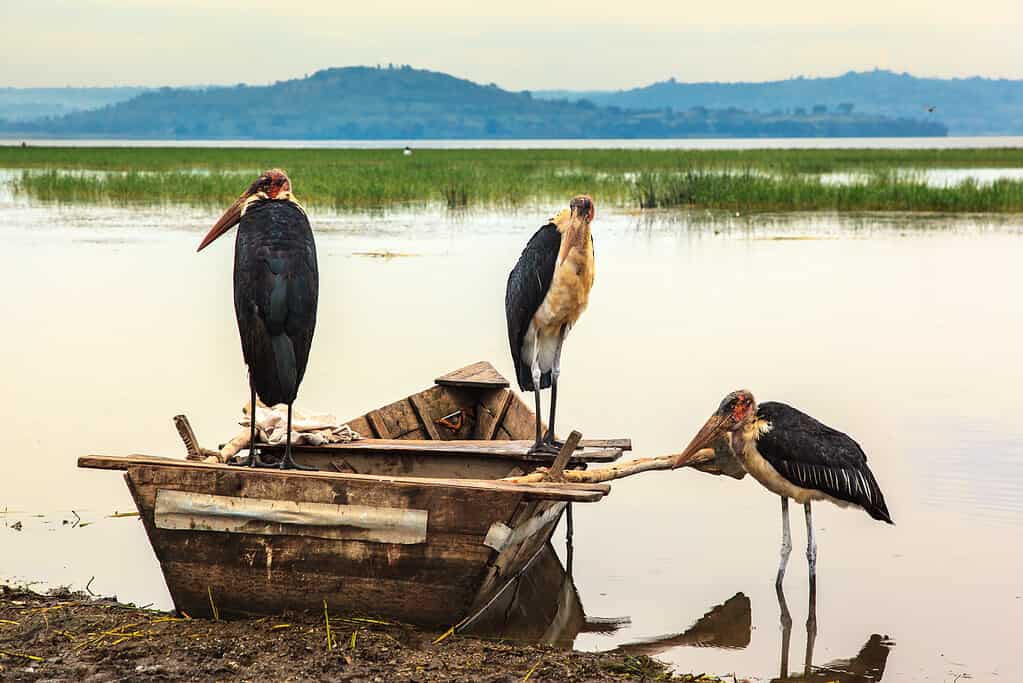Awasa offre una grande opportunità per rilassarsi lungo il lago durante il viaggio