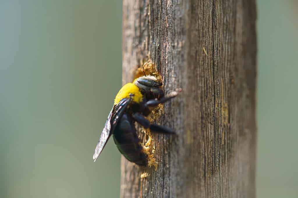ape carpentiere tropicale