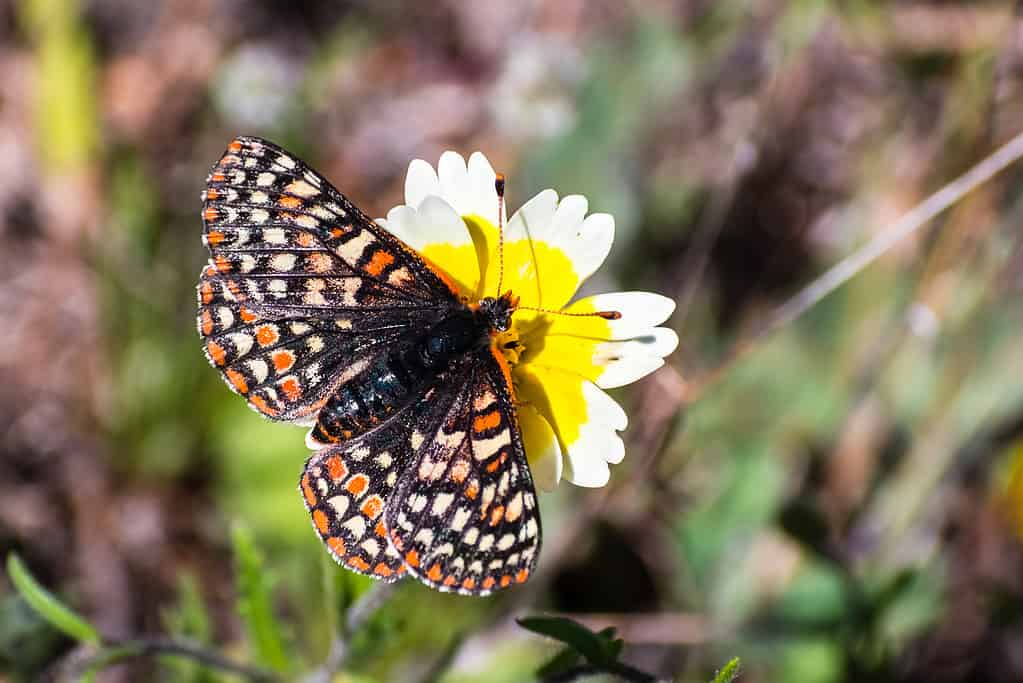 Farfalla Bay Checkerspot