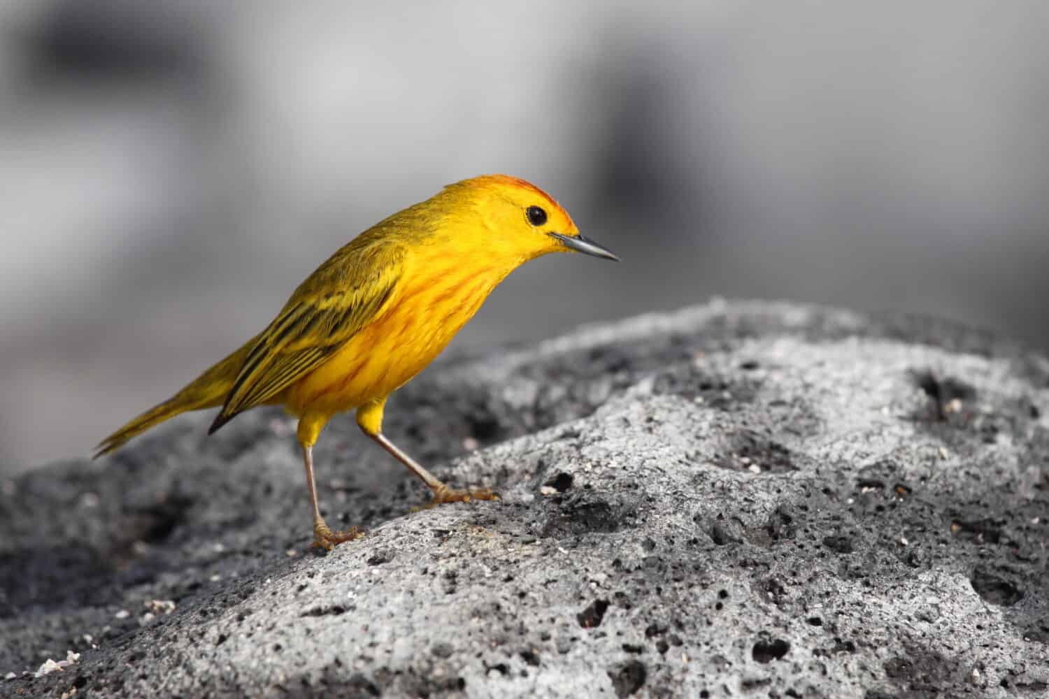 Un americano Yellow Warbler, una specie di piccolo uccello canoro, in piedi su roccia vulcanica grigia sull'arcipelago delle Galapagos, Ecuador.
