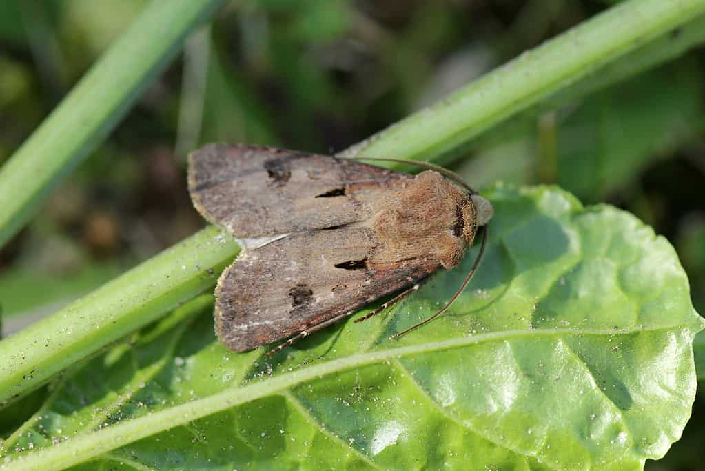 Falena Civetta