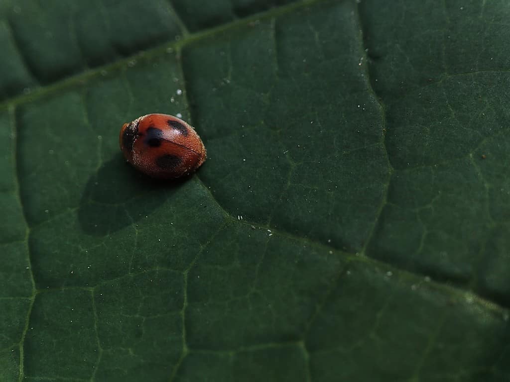 scarabeo coccinella