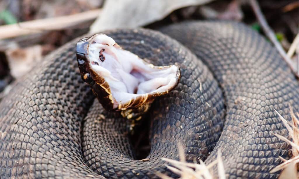 Serpente Cottonmouth