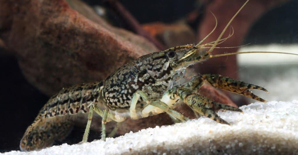 Animali che si riproducono asessualmente: gamberi di marmo