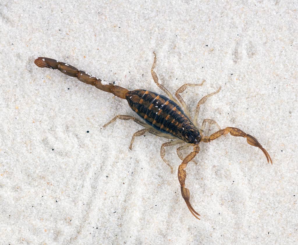 Lo,Scorpione,Corteccia,Scorpione,(centruroides,Vittatus),È,Un,Estremamente,Comune