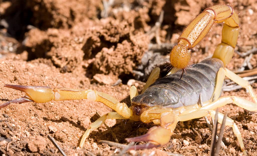 Scorpione peloso del deserto settentrionale