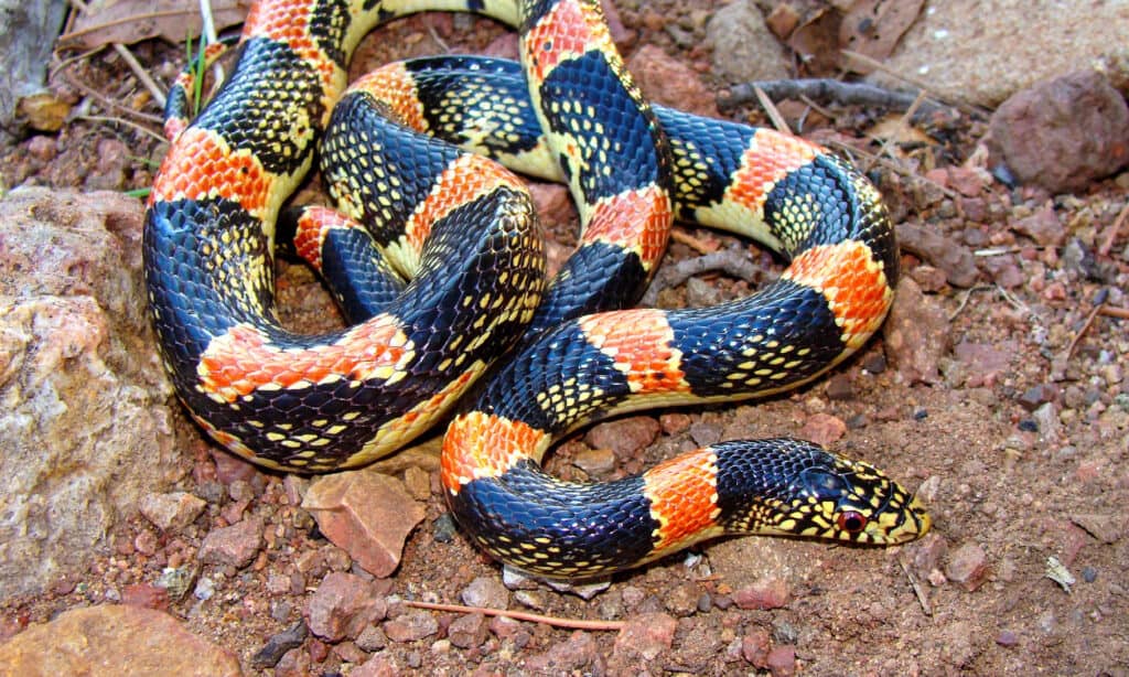 serpente dal naso lungo, Rhinocheilus lecontei tessellatus
