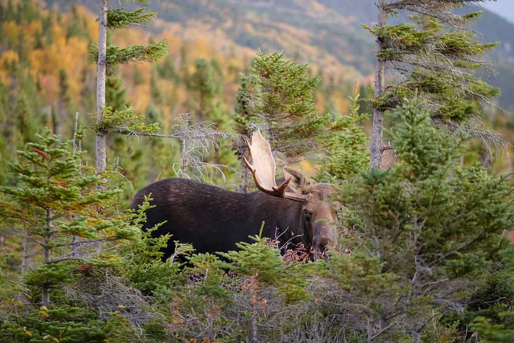 Un toro alce nei boschi del Maine.