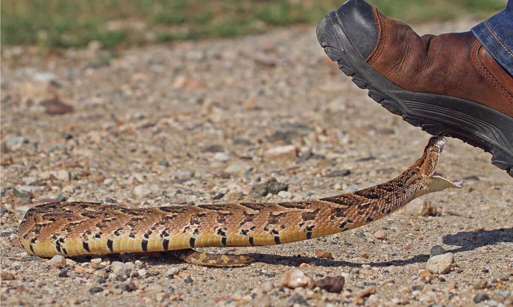 Stivali di serpente