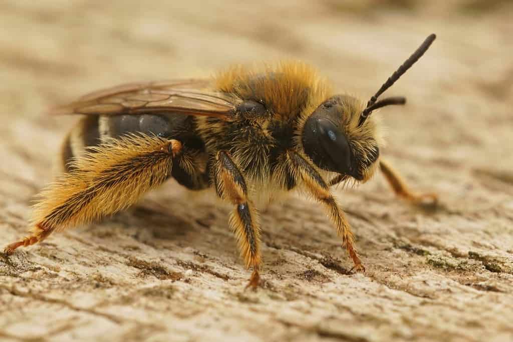 Primo piano su un'ape longhorn femmina pelosa marrone, Eucera forma la Francia meridionale seduta su un pezzo di legno