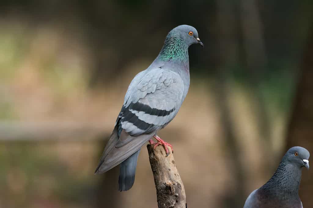Piccione selvatico seduto su un ramo