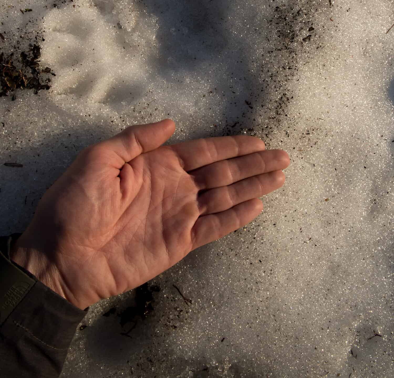 traccia di ghiottone, la mano dell'uomo