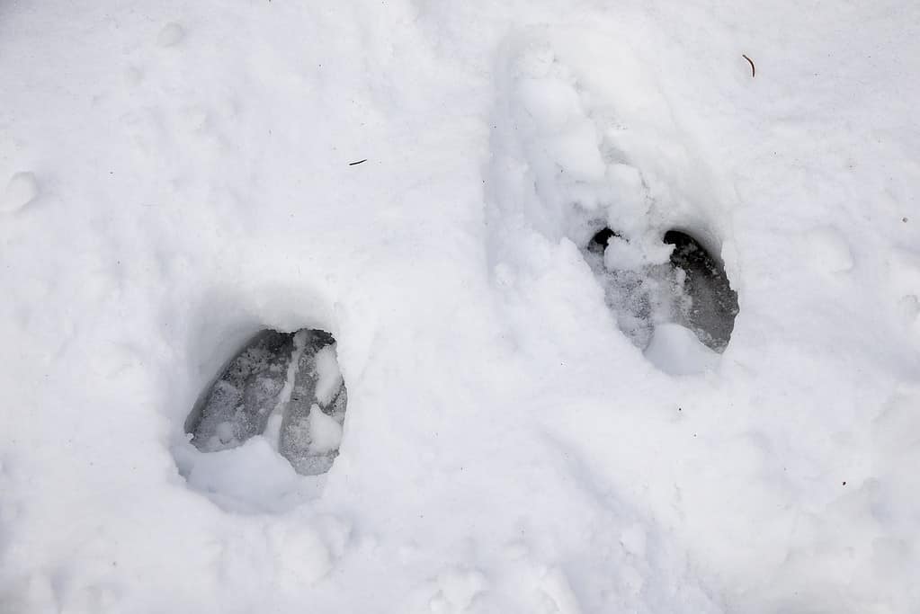 Tracce nella neve da un alce