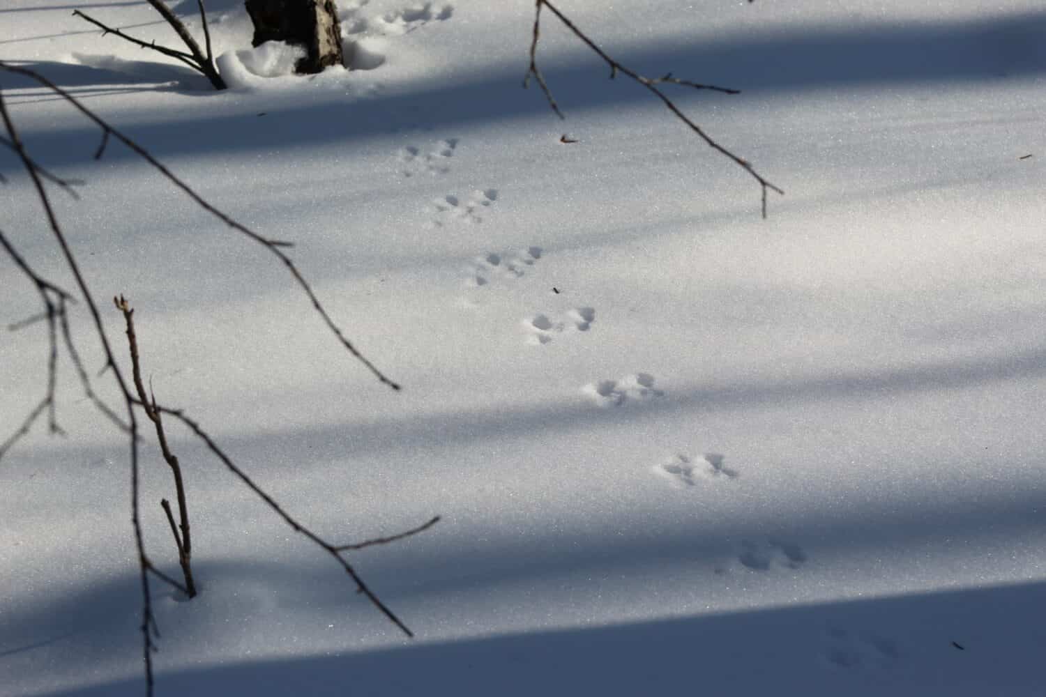 tracce di ermellino nella neve