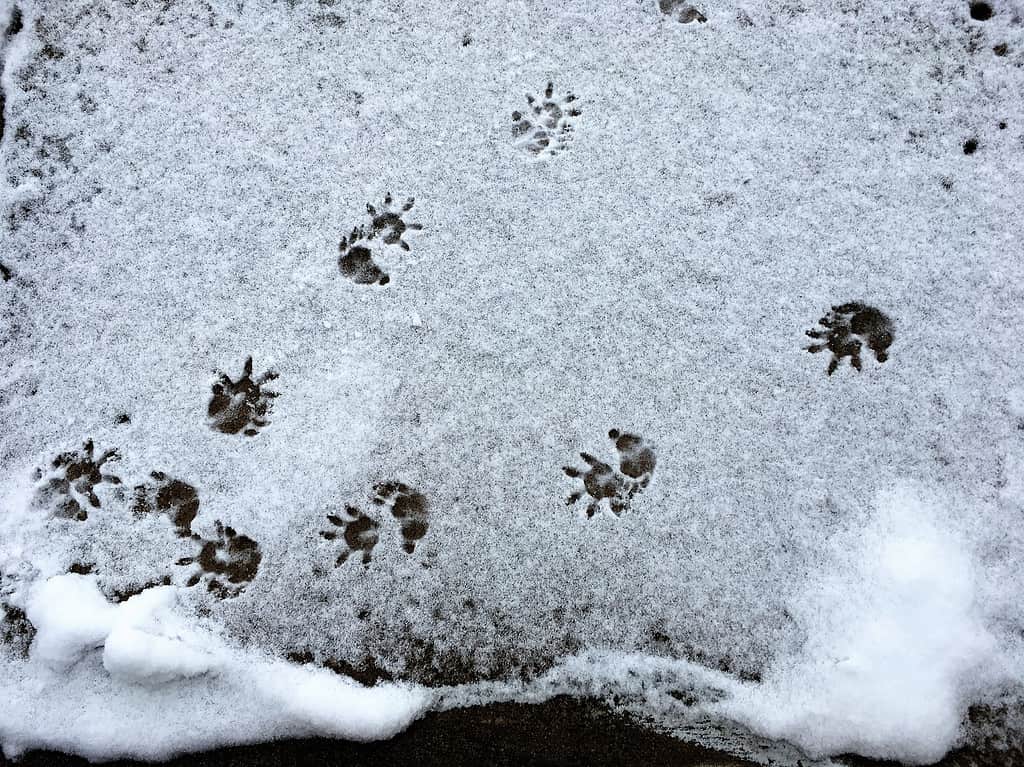 tracce di opossum nella neve