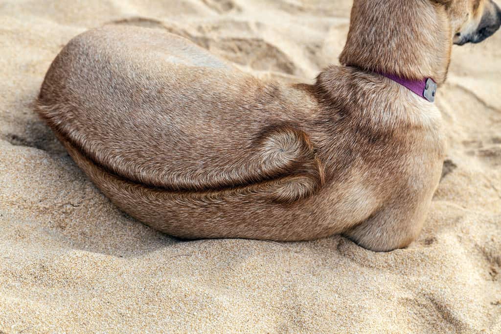 Cane Phu Quoc Ridgeback vietnamita sull'isola della spiaggia