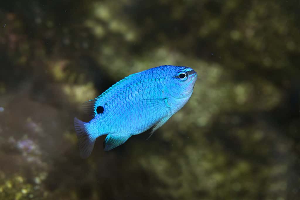 Diavolo di zaffiro, castagnole del diavolo blu (Chrysiptera cyanea).