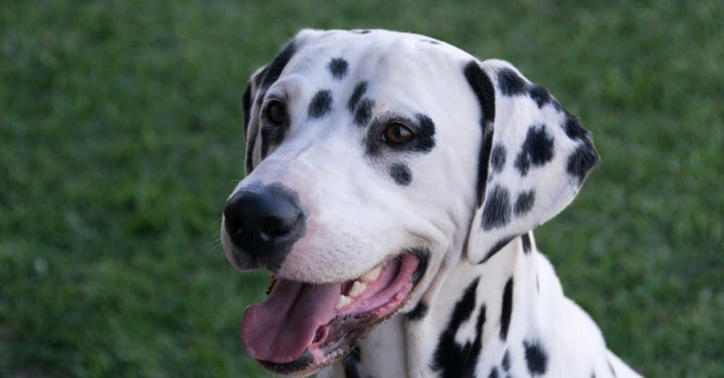 Cane dalmata sull'erba