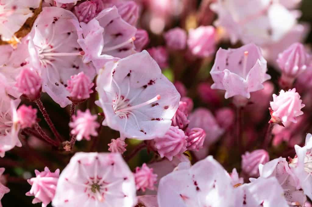 Alloro di montagna che fiorisce nella primavera degli Appalachi