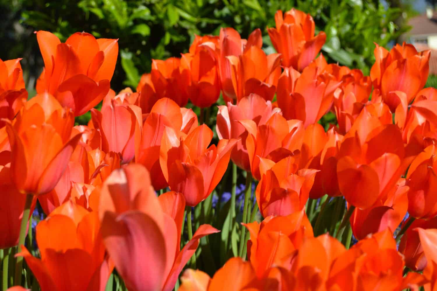 Spettacolari tulipani arancioni ed erba in primavera, Istanbul Emirgan