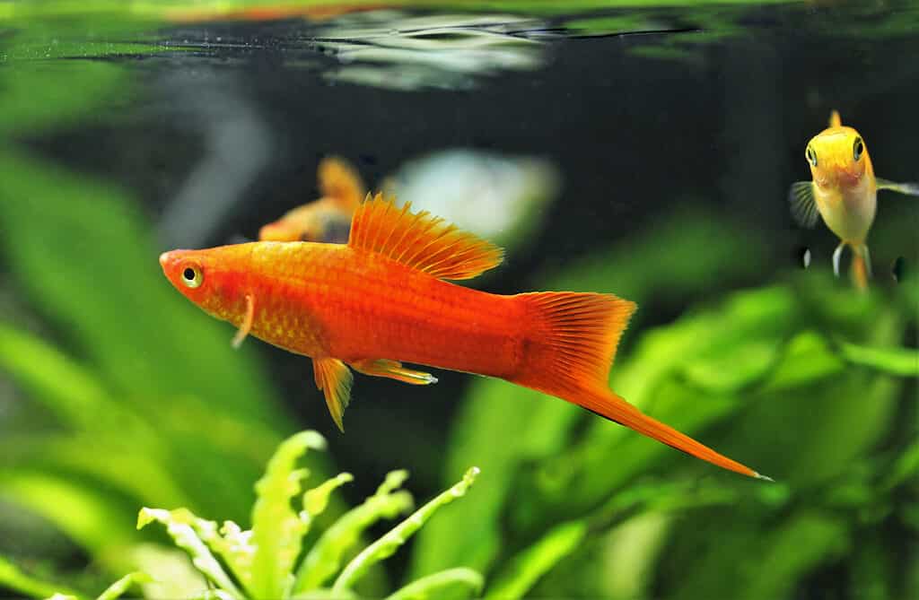 Lo spadaccino rosso nuota nella vasca delle piante acquatiche. lo spadaccino verde (Xiphophorus hellerii) è una delle specie di pesci d'acquario d'acqua dolce più popolari. è un pesce portatore di vita.